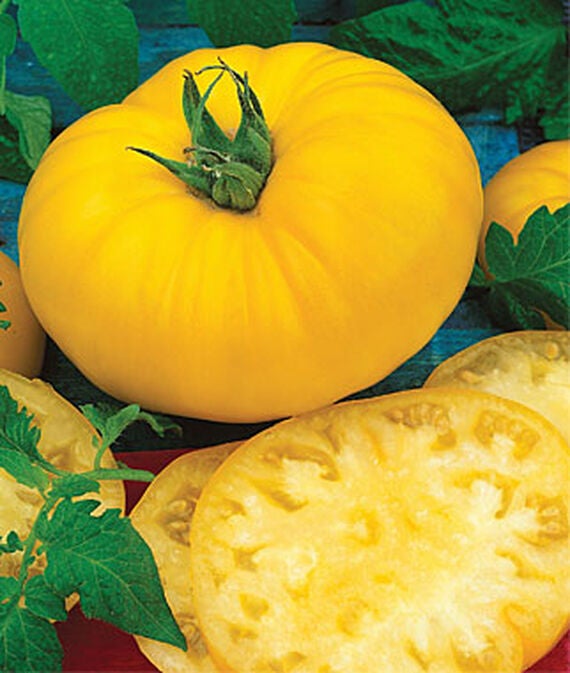 Tomato Plants (3.5
