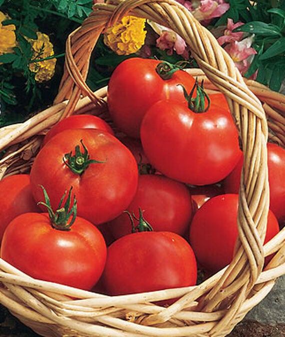 Tomato Plants (3.5