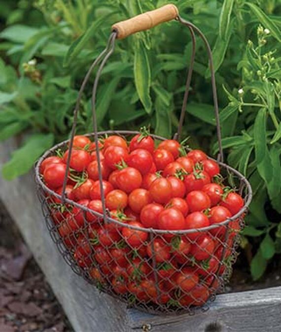 Tomato Plants (3.5