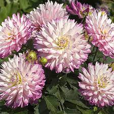 DAHLIA XXL VERACRUZ | Natalie's Garden & Greenhouse