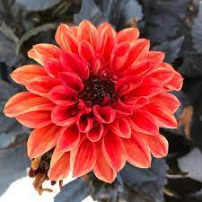 dahlia temptation orange (1 Gal) | Natalie's Garden & Greenhouse
