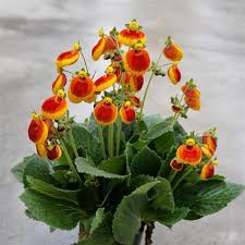 Calynopsis CALCEOLARIA CALYNOPSIS YELLOW RED | Natalie's Garden & Greenhouse